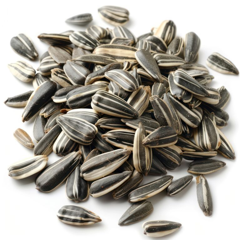 Graines de tournesol